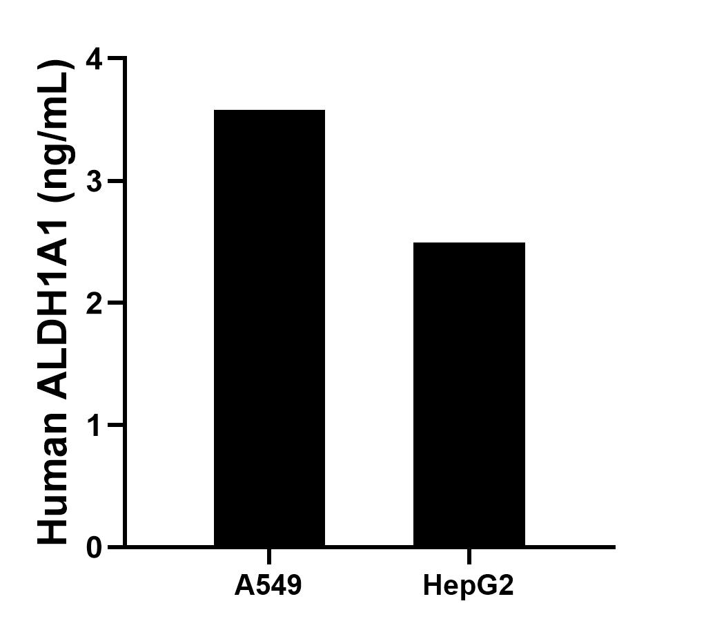 The mean ALDH1A1 concentration was determined to be 3.58 ng/mL in  A549 cell extract based on a 1.00 mg/mL extract load and 2.49 ng/mL in HepG2 cell extract based on a 1.20 mg/mL extract load. 